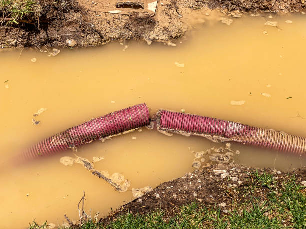 Best Mold removal after water damage  in Ele, AR